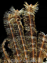 Crinoid by Igor Grbalik 